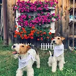 Bed & Breakfast Czarna Owca