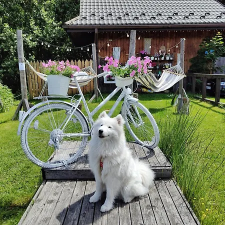 Czarna Owca