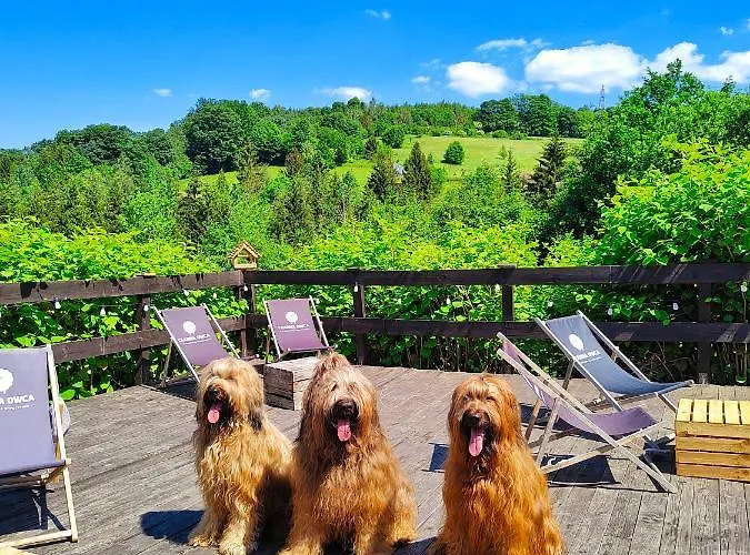 Czarna Owca 3* Istebna