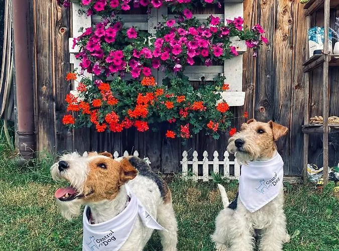 Bed & Breakfast Czarna Owca