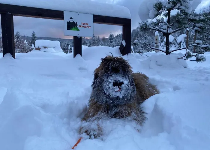 Bed & Breakfast Czarna Owca 3*